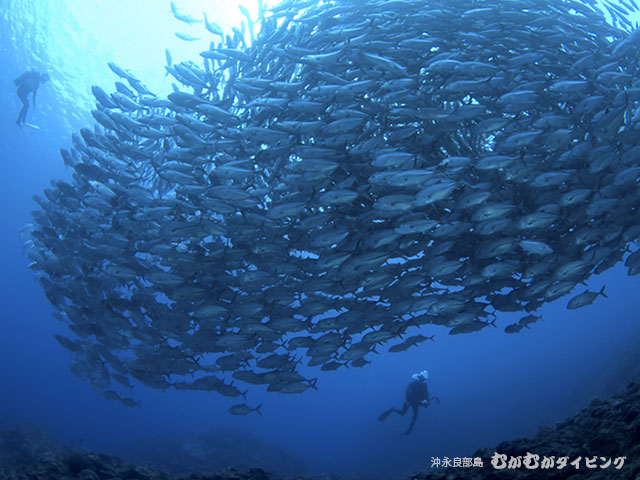 沖永良部島でダイビング クジラスイムはむがむがダイビング