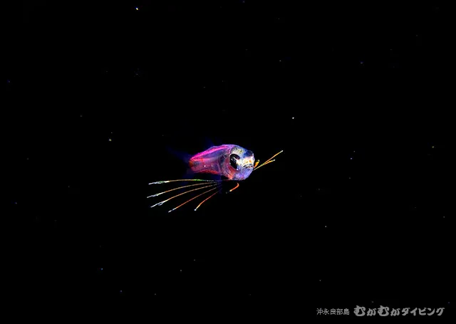 浮遊期幼魚 その1