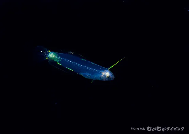 浮遊期幼魚 その3