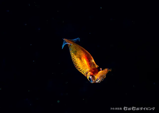 浮遊期幼魚 その4