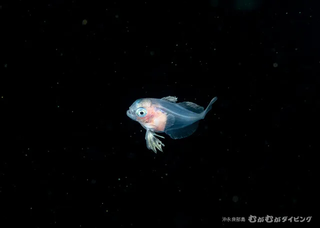 浮遊期幼魚 その5