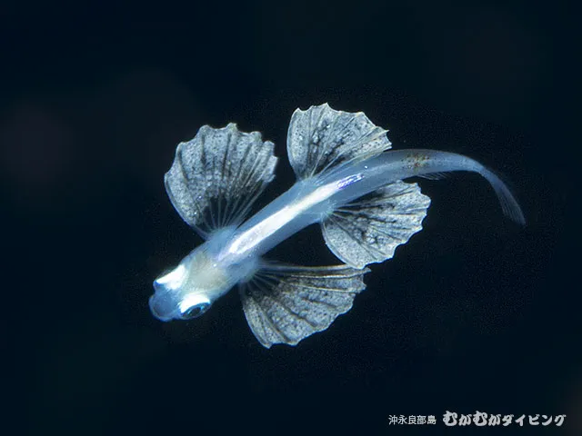 浮遊期幼魚 撮影濱本