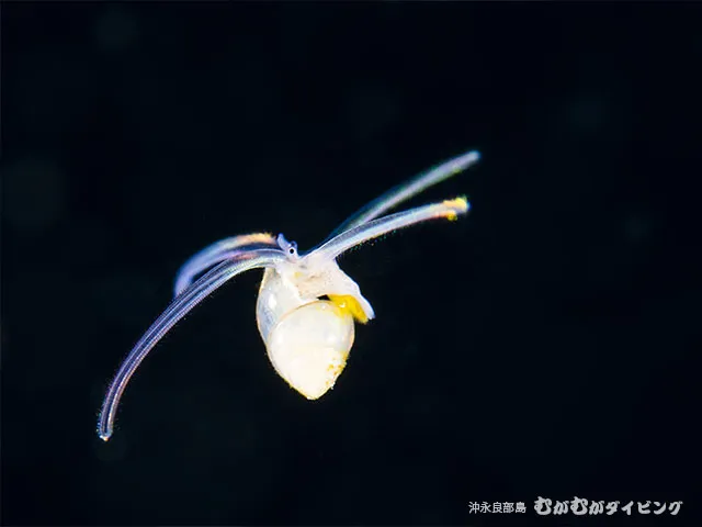 浮遊期幼魚 撮影濱本
