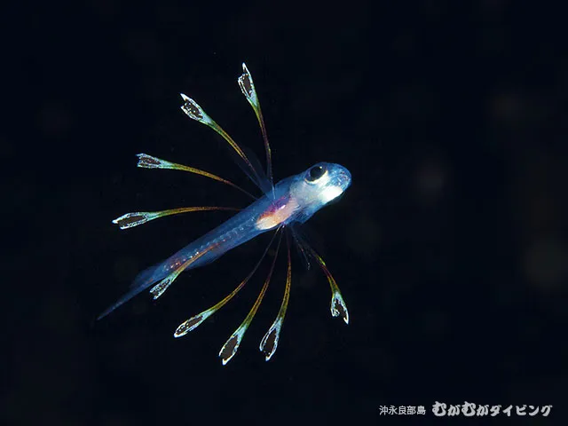 浮遊期幼魚 撮影濱本