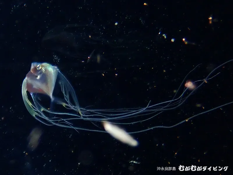 浮遊期幼魚 撮影濱本