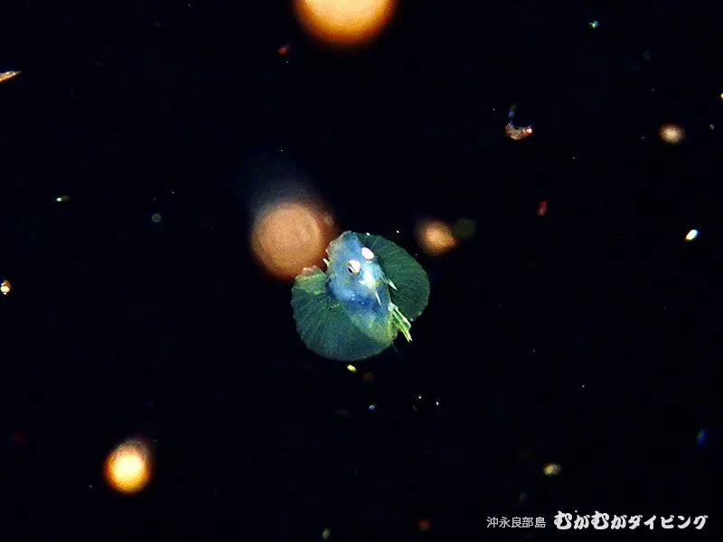 浮遊期幼魚 撮影濱本