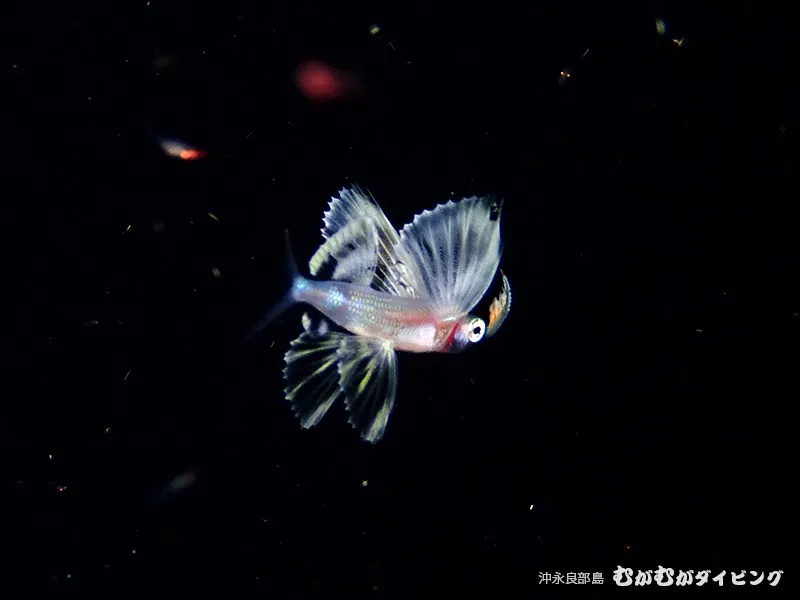 浮遊期幼魚 撮影濱本