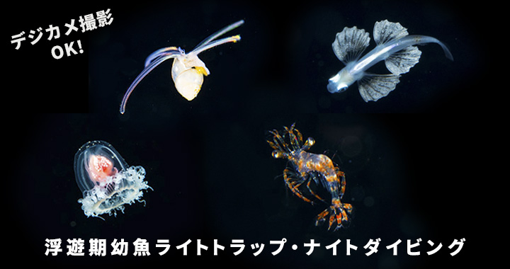浮遊期幼魚ライトトラップ・ナイトダイビング