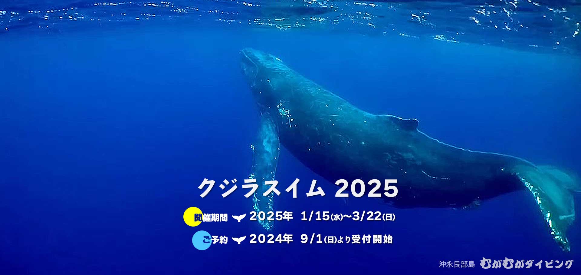 クジラスイム2025ご予約9/1～