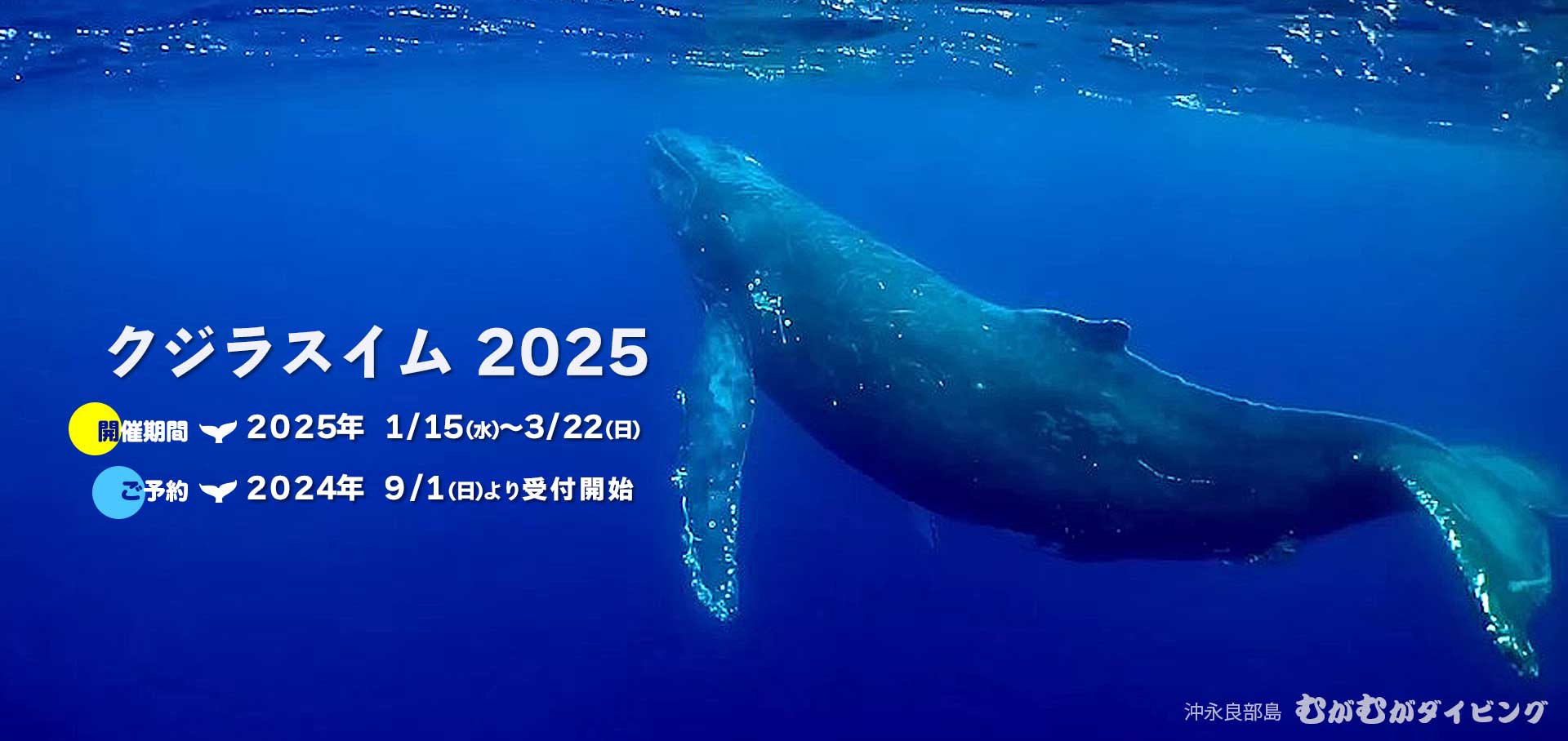 クジラスイム2025ご予約9/1～