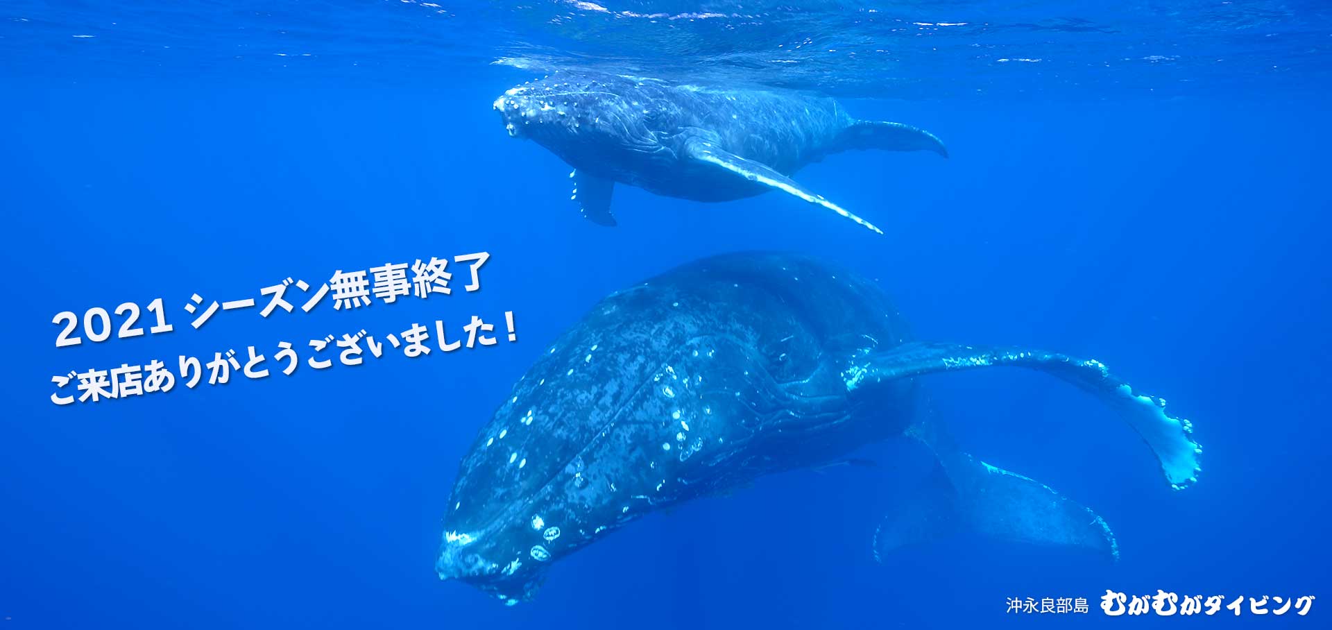 沖永良部島でダイビング クジラスイムはむがむがダイビング