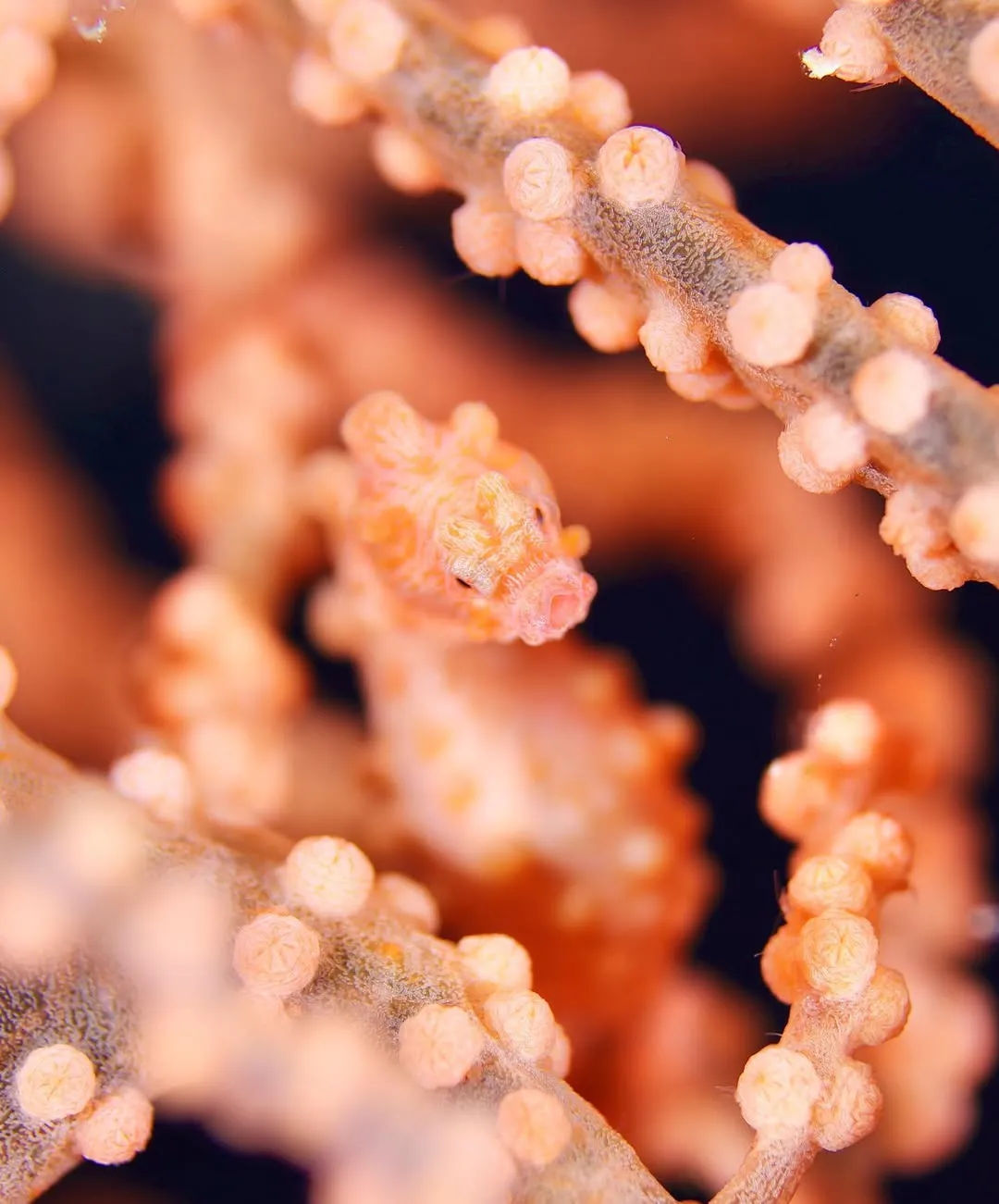 ピグミーシーホース