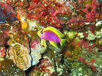 ニラミハナダイ