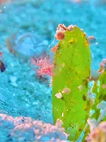 フィコカリスシムランス