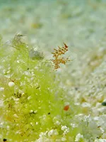 フィコカリスシムランス別個体