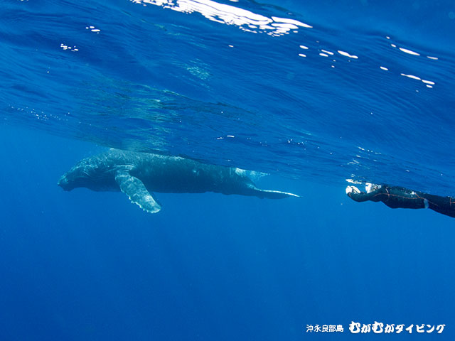 ザトウクジラと感動のクジラスイム ホエールウォッチング 沖永良部島むがむがダイビング