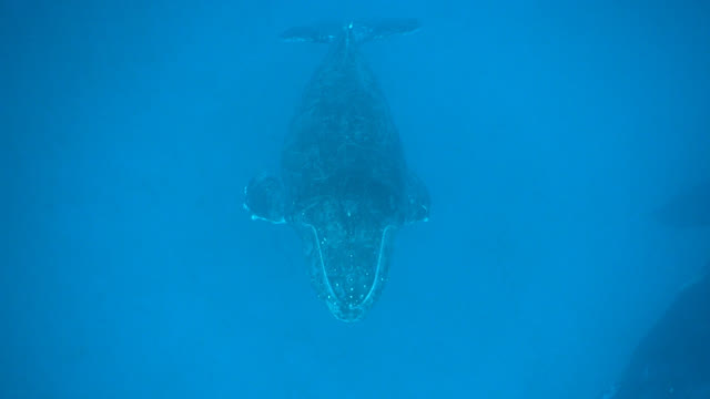 親子クジラ