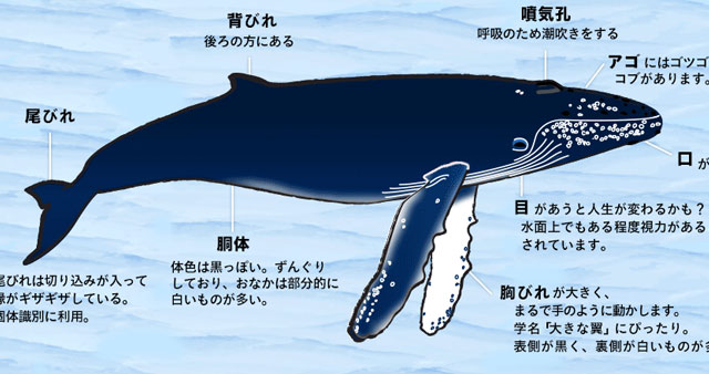教えてザトウクジラ Humpback Whales