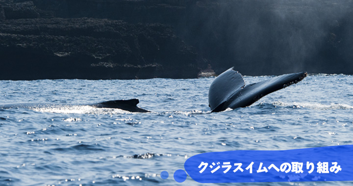 クジラスイムの取組み