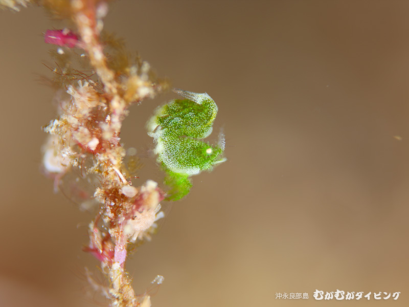 フィコカリス・シムランス