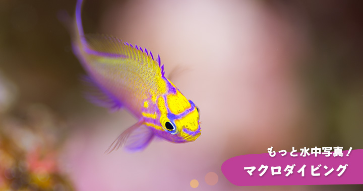 もっと水中写真!